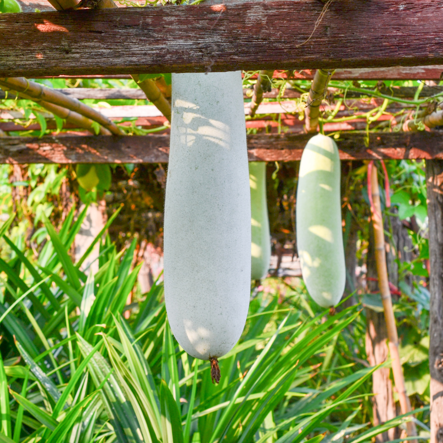 Wax Gourd Melon seeds - 20