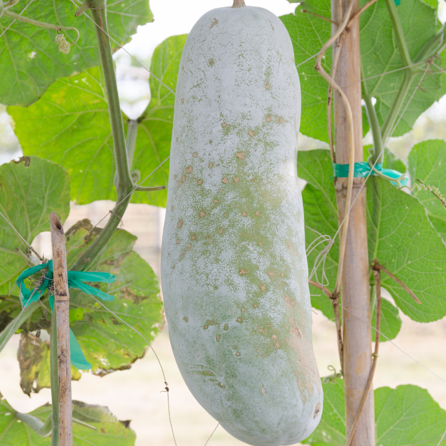 Wax Gourd Melon seeds - 20