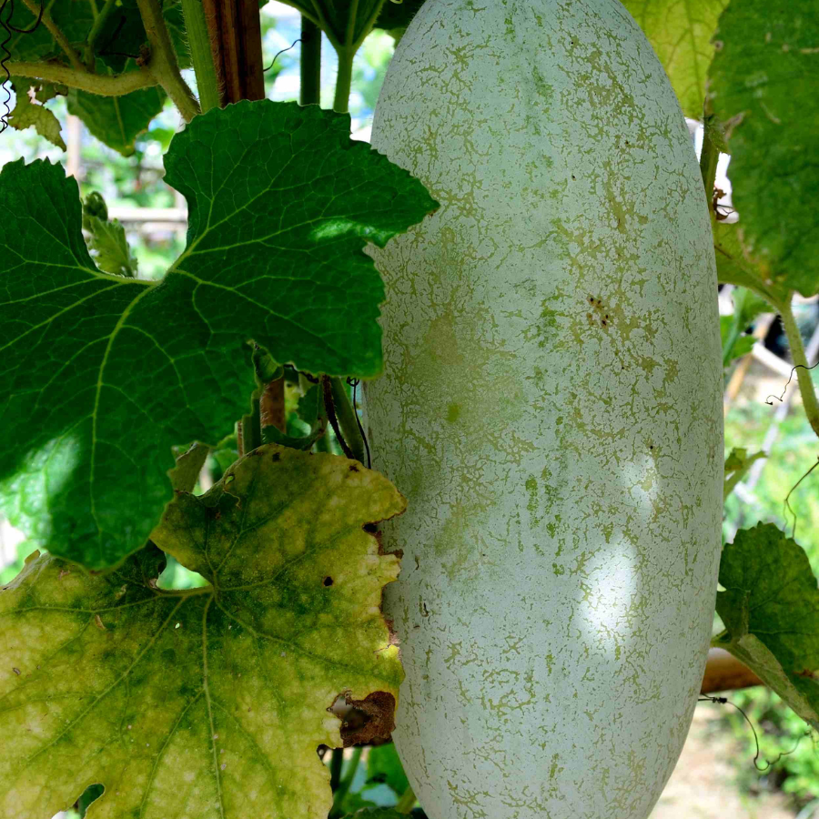 Wax Gourd Melon seeds - 20