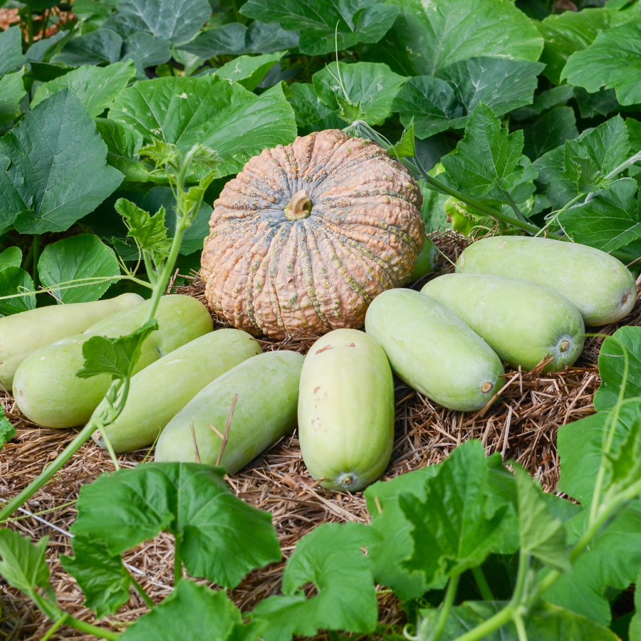 Wax Gourd Melon seeds - 20