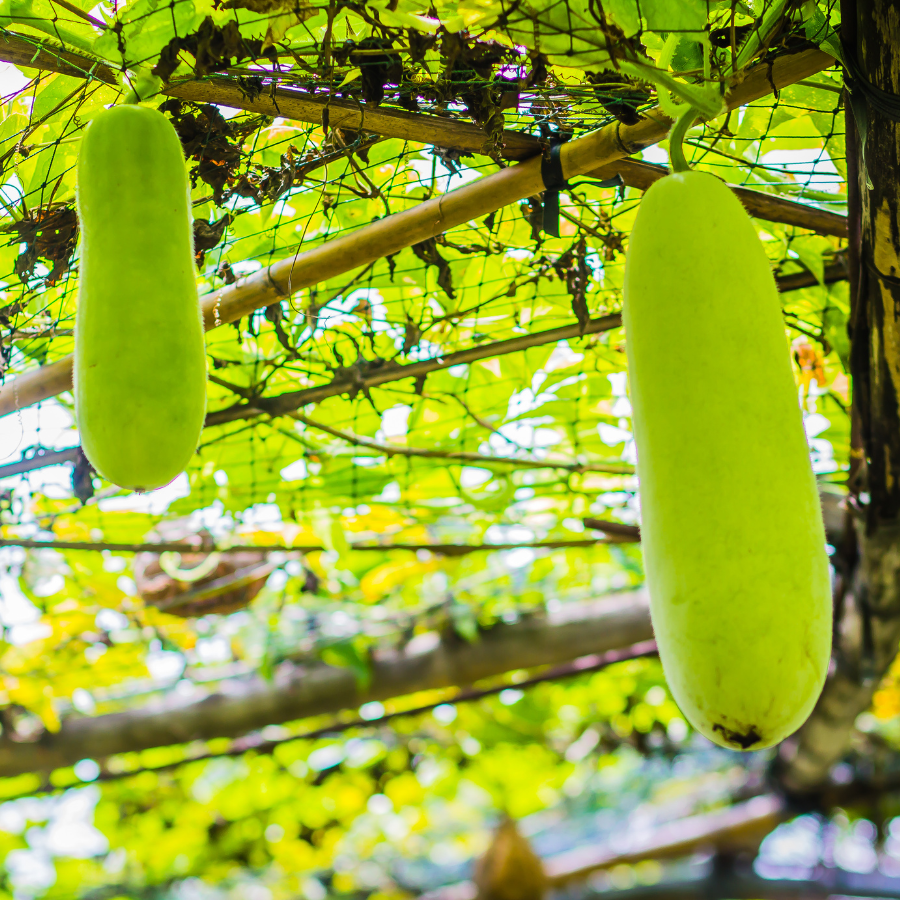 Wax Gourd Melon seeds - 20