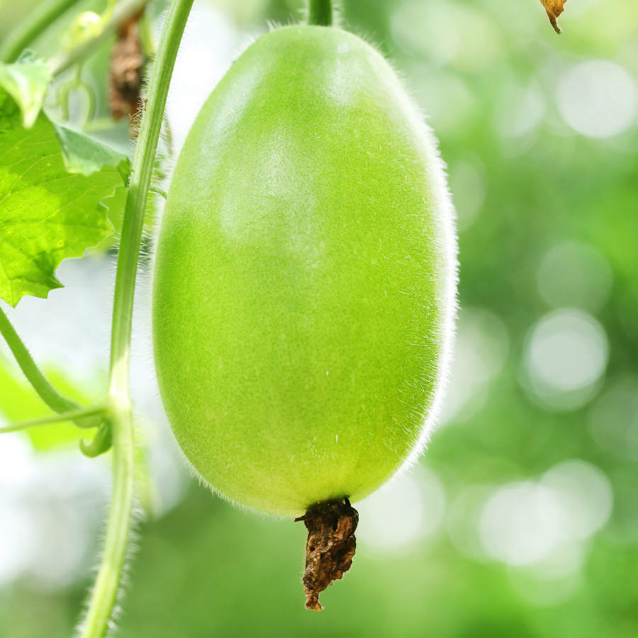 Wax Gourd Melon seeds - 20