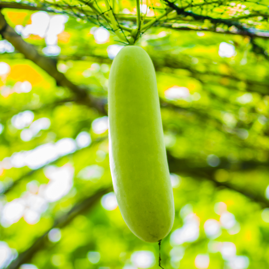 Wax Gourd Melon seeds - 20