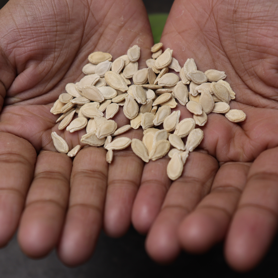 Wax Gourd Melon seeds - 20