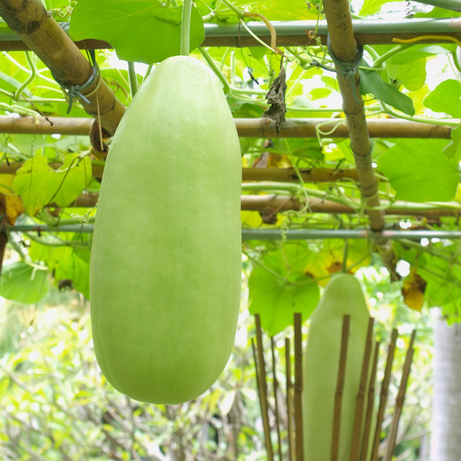 Wax Gourd Melon seeds - 20