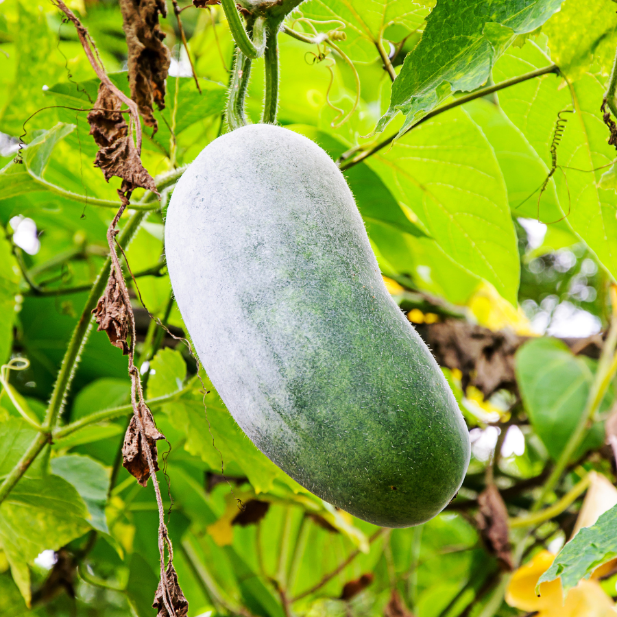 Wax Gourd Melon seeds - 20