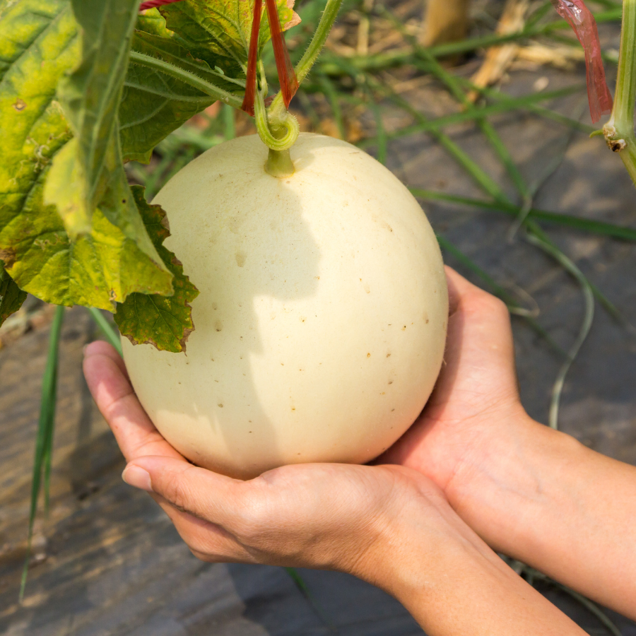 Canary Melon seeds - 10