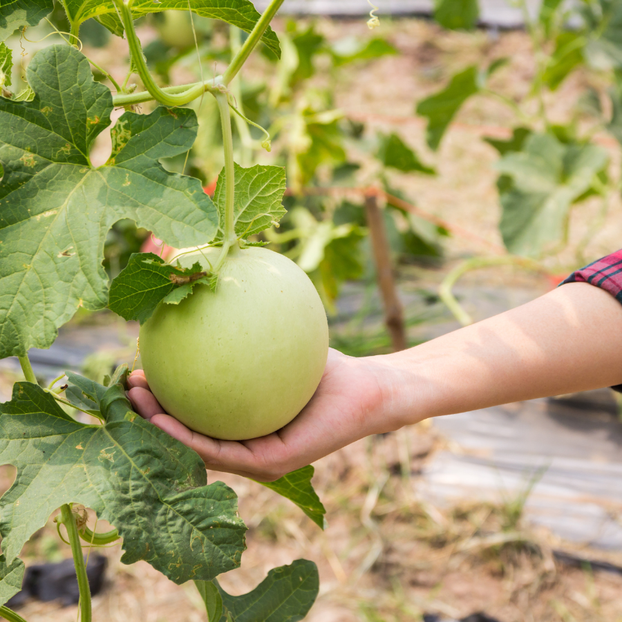 Canary Melon seeds - 10