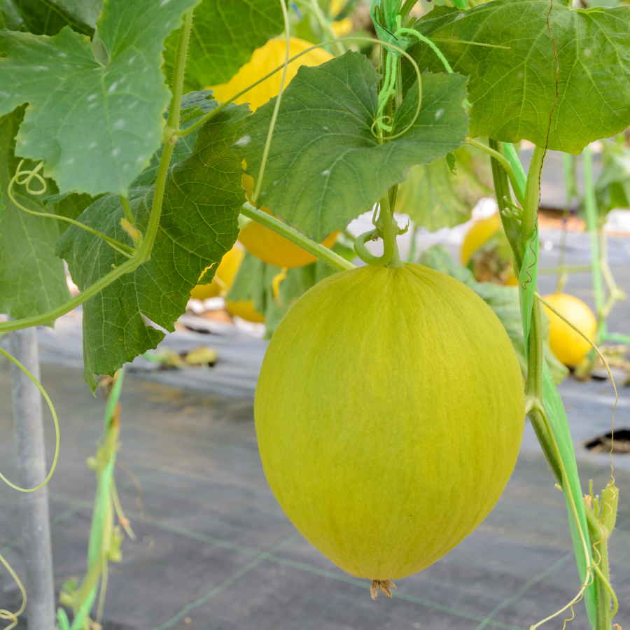 Canary Melon seeds - 10