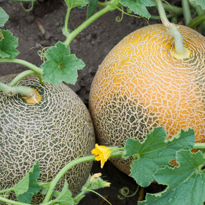 Musk melon Madhu Ras seeds - 10