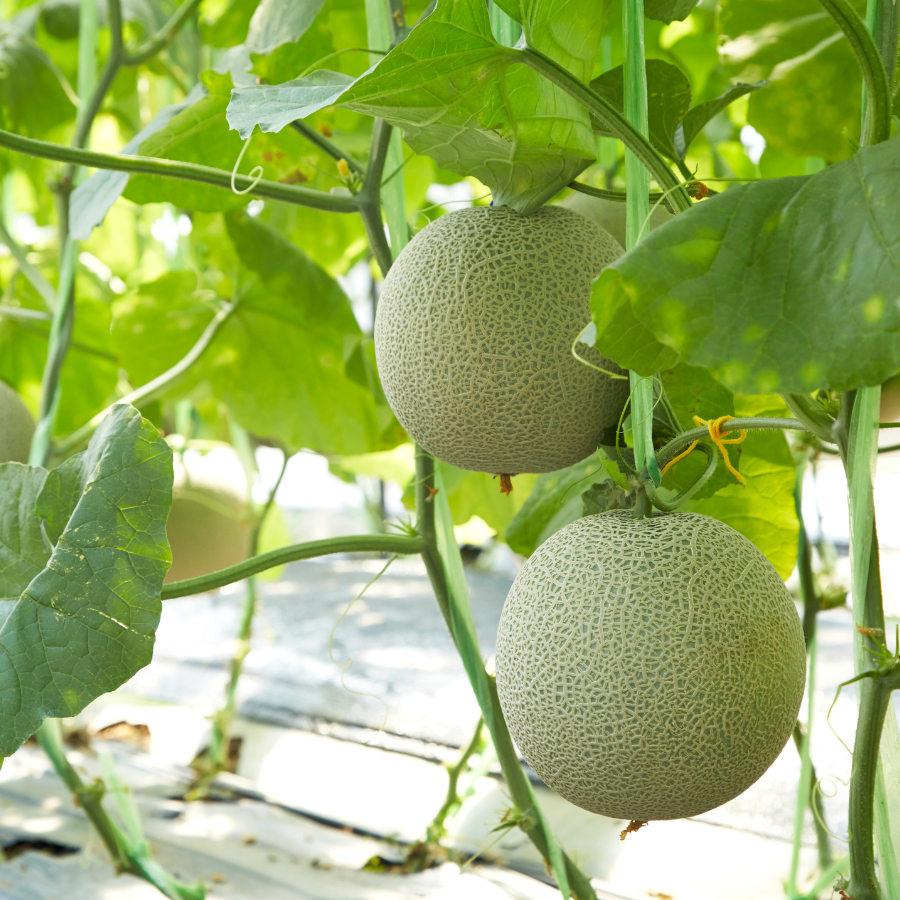 Musk melon Madhu Ras seeds - 10