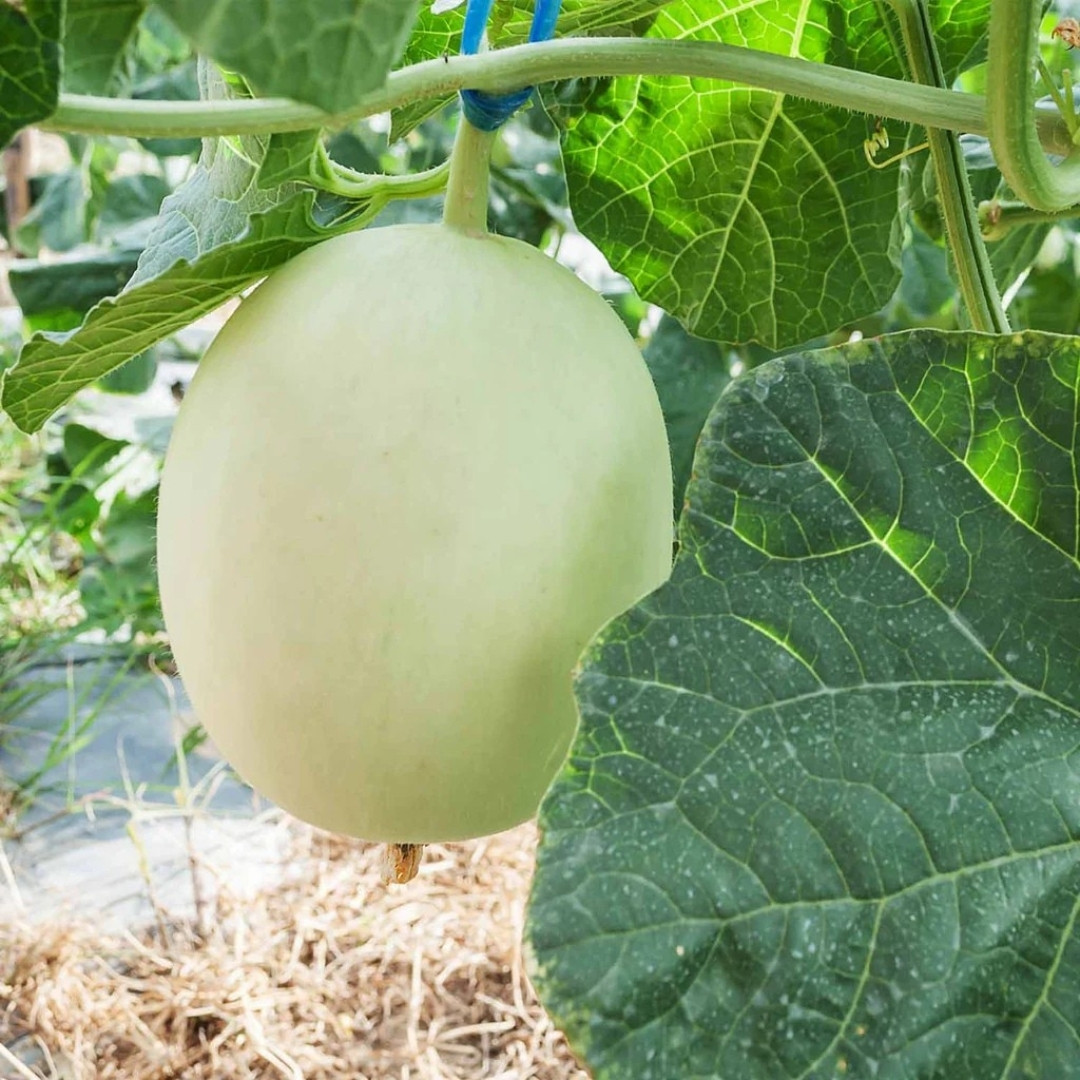 Green Honeydew Melon Seeds - 10