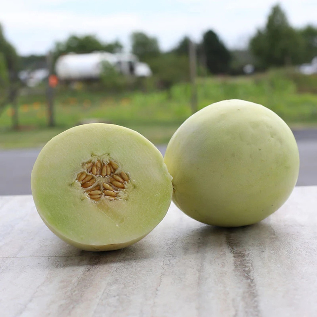 Green Honeydew Melon Seeds - 10