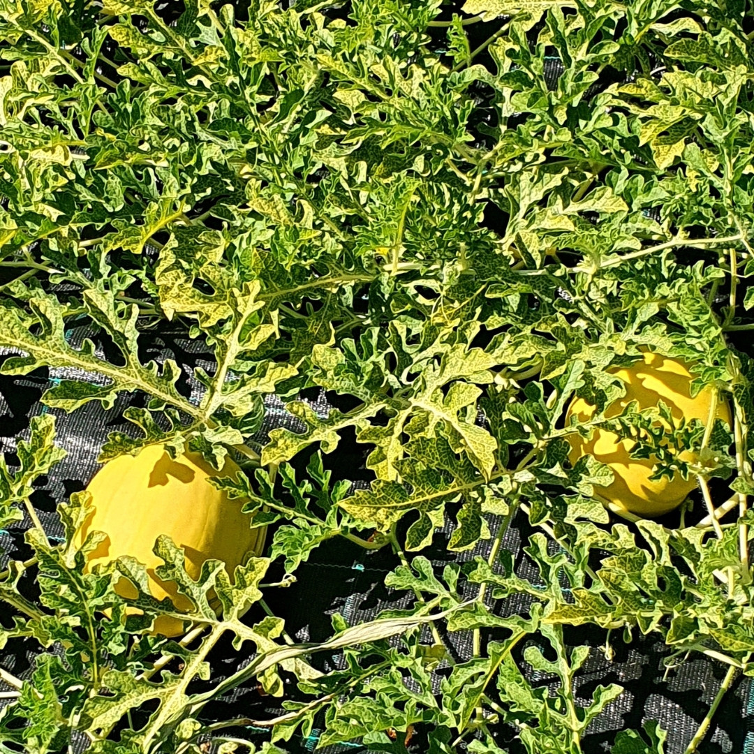 Watermelon Golden Gift of the Sun Seeds - 10