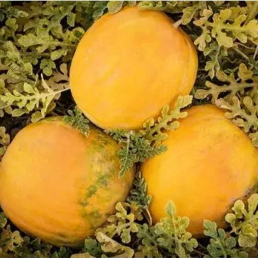 Watermelon Golden Gift of the Sun Seeds - 10