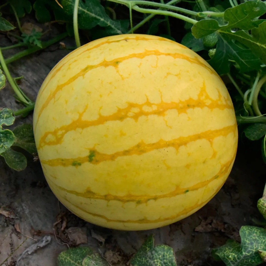 Watermelon Golden Gift of the Sun Seeds - 10