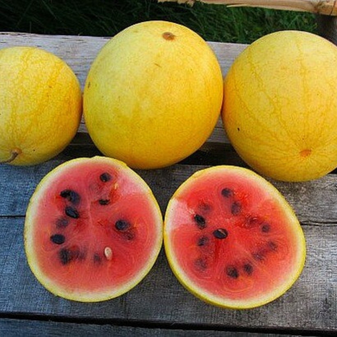 Watermelon Golden Gift of the Sun Seeds - 10