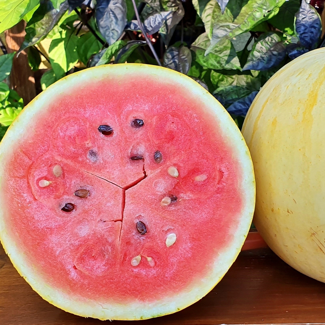Watermelon Golden Gift of the Sun Seeds - 10