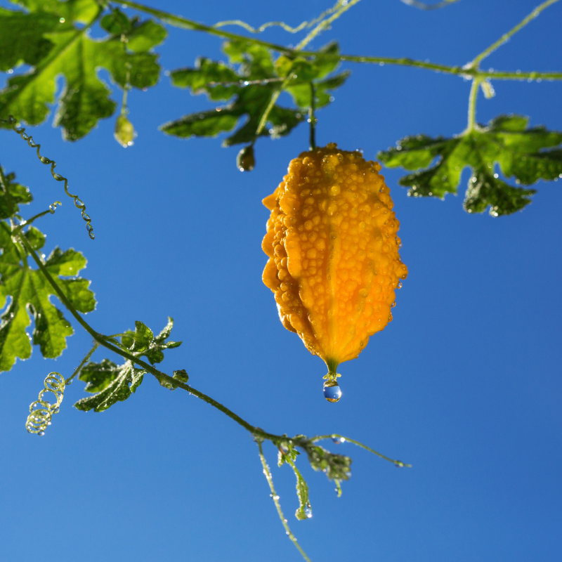 Bitter melon, goya, bitter apple, bitter gourd seeds - 5