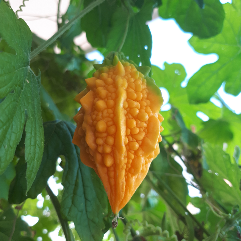 Bitter melon, goya, bitter apple, bitter gourd seeds - 5