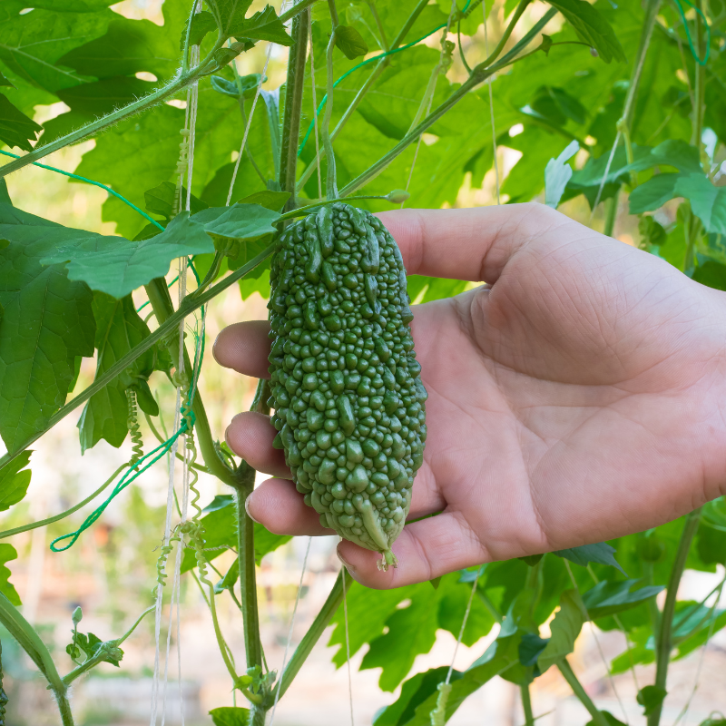 Bitter melon, goya, bitter apple, bitter gourd seeds - 5