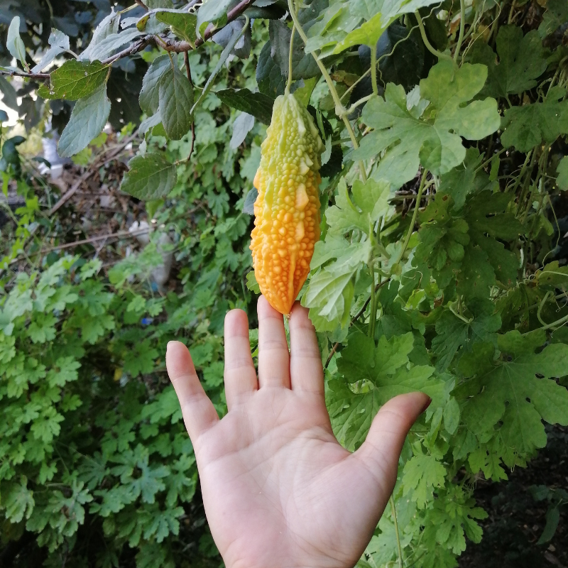 Bitter melon, goya, bitter apple, bitter gourd seeds - 5