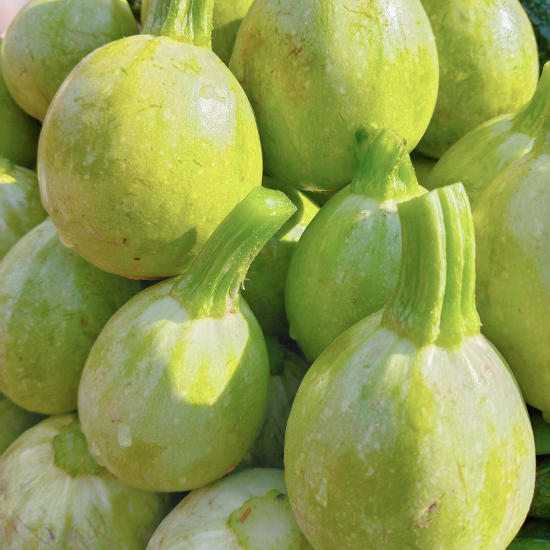 Chappan kaddu (Indian summer squash) seeds - 10