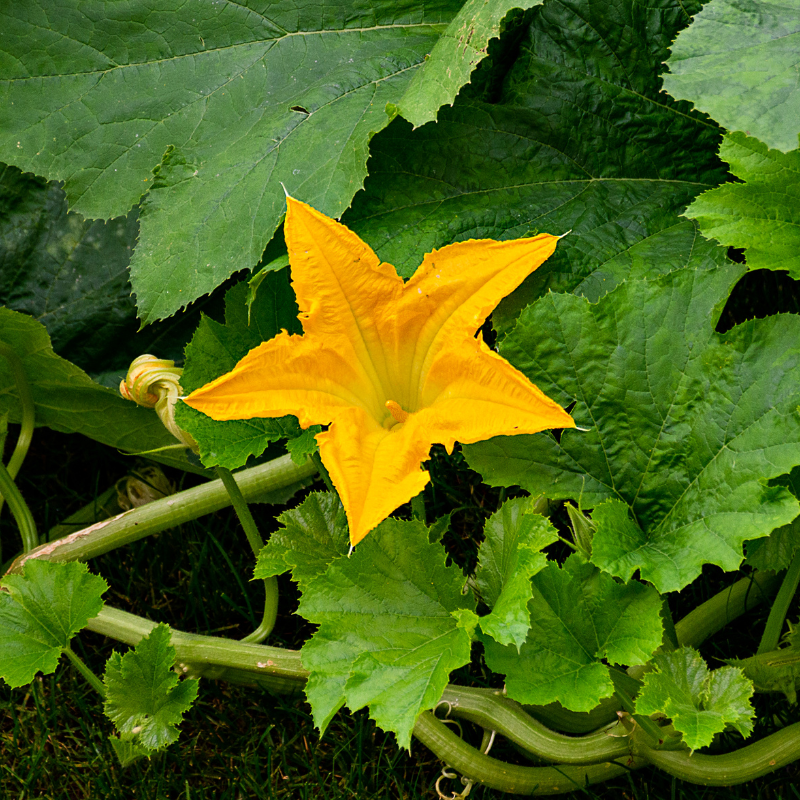 Chappan kaddu (Indian summer squash) seeds - 10