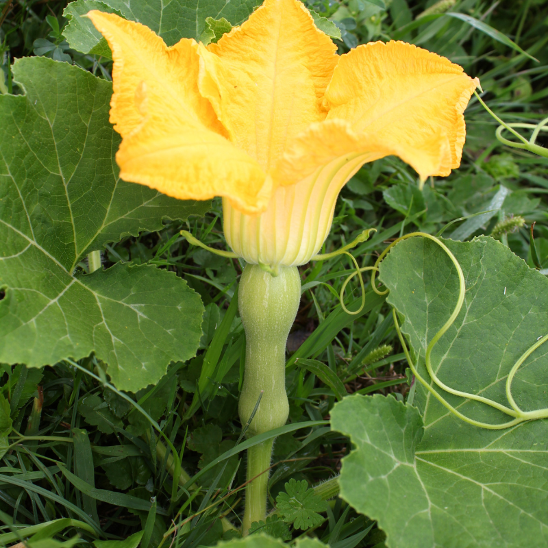 Chappan kaddu (Indian summer squash) seeds - 10