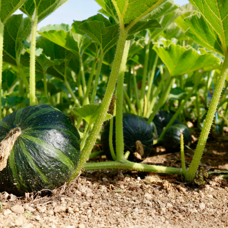 Chappan kaddu (Indian summer squash) seeds - 10