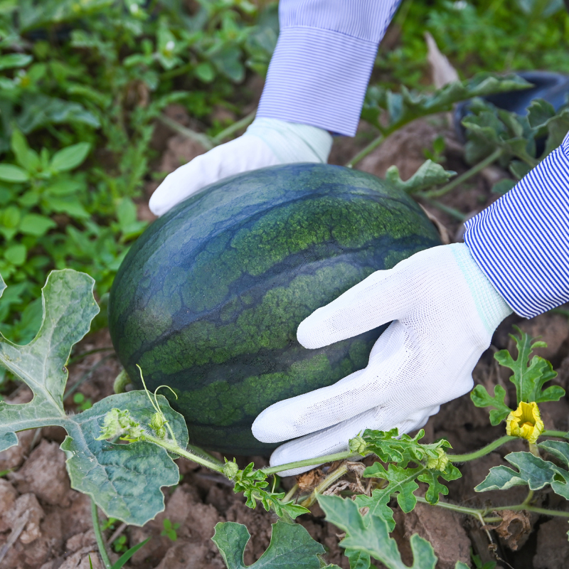 Watermelon Round Black seeds - 10