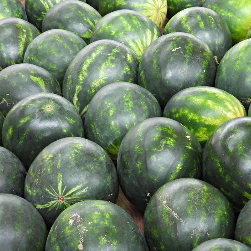 Watermelon Round Black seeds - 10