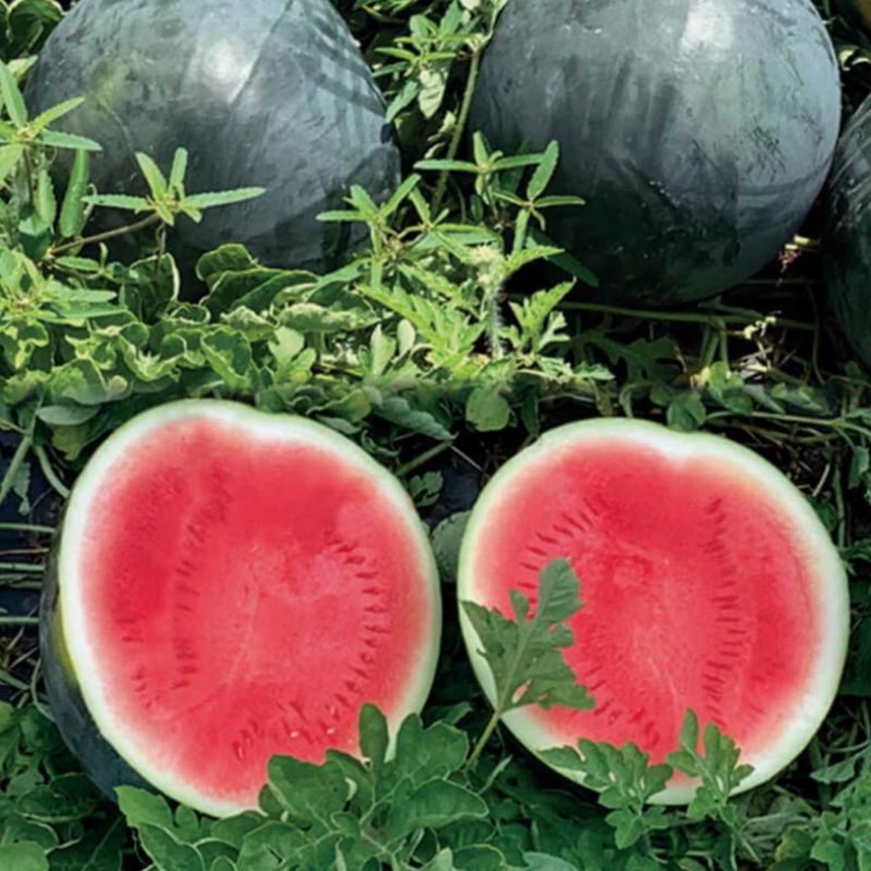 Watermelon Round Black seeds - 10