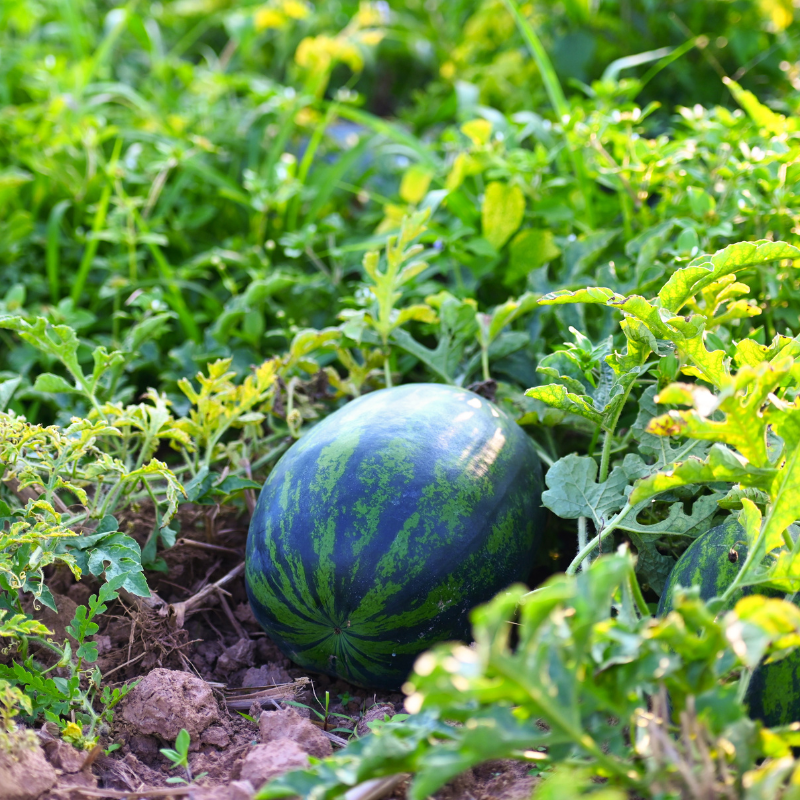 Watermelon Round Black seeds - 10