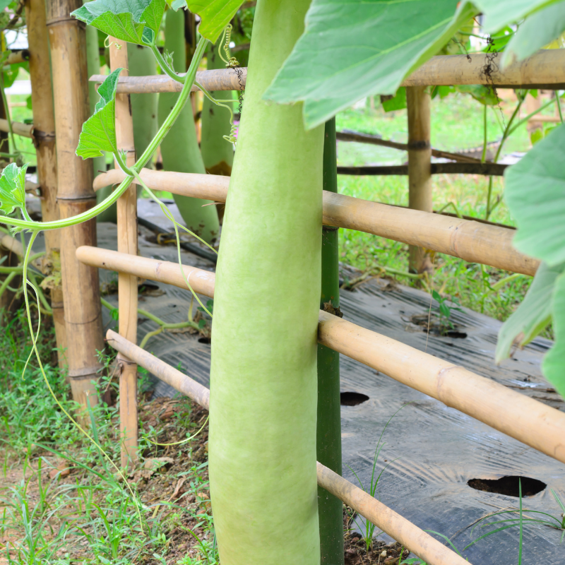 Bottle gourd long Ramdev seeds - 10