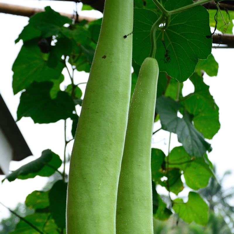 Bottle gourd long Ramdev seeds - 10