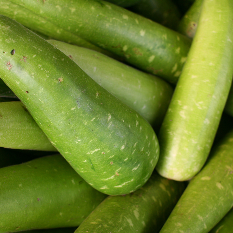 Bottle gourd long Ramdev seeds - 10