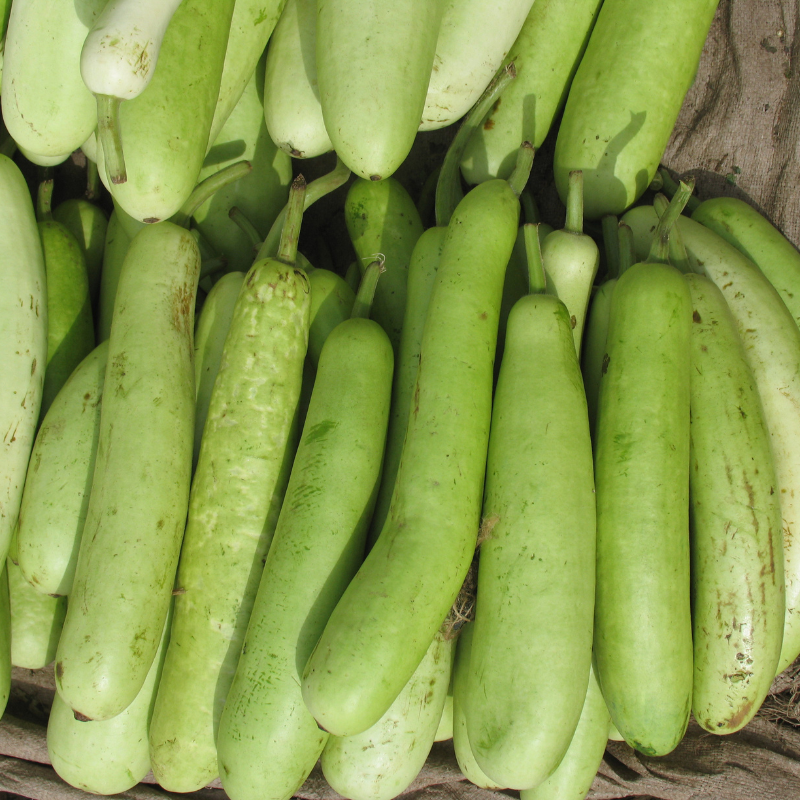 Bottle gourd long Ramdev seeds - 10