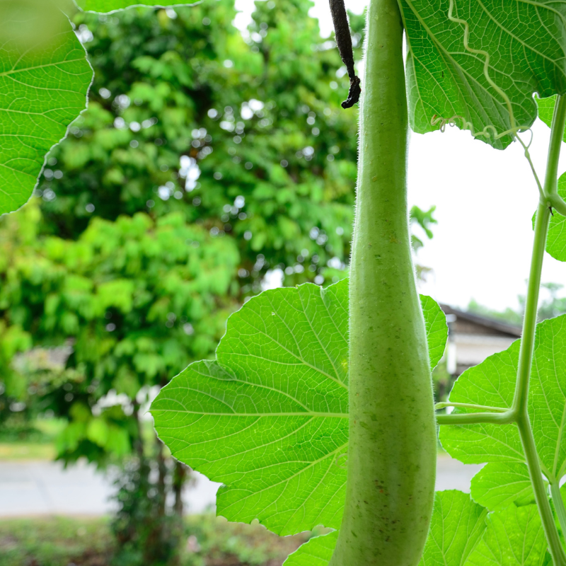 Bottle gourd long Ramdev seeds - 10