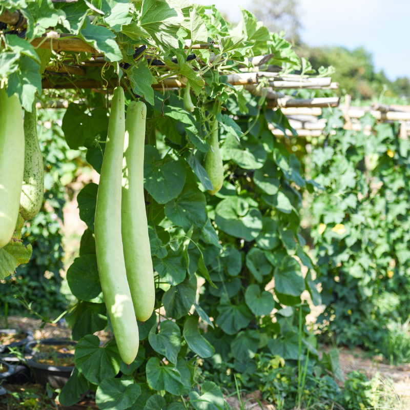 Bottle gourd long Ramdev seeds - 10