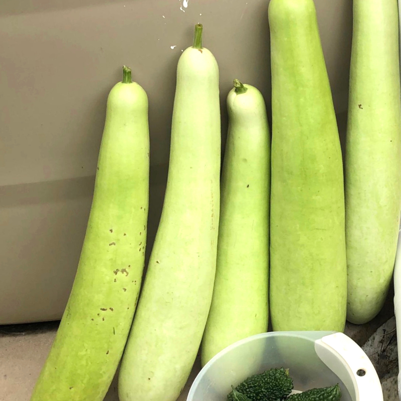 Bottle gourd long Ramdev seeds - 10