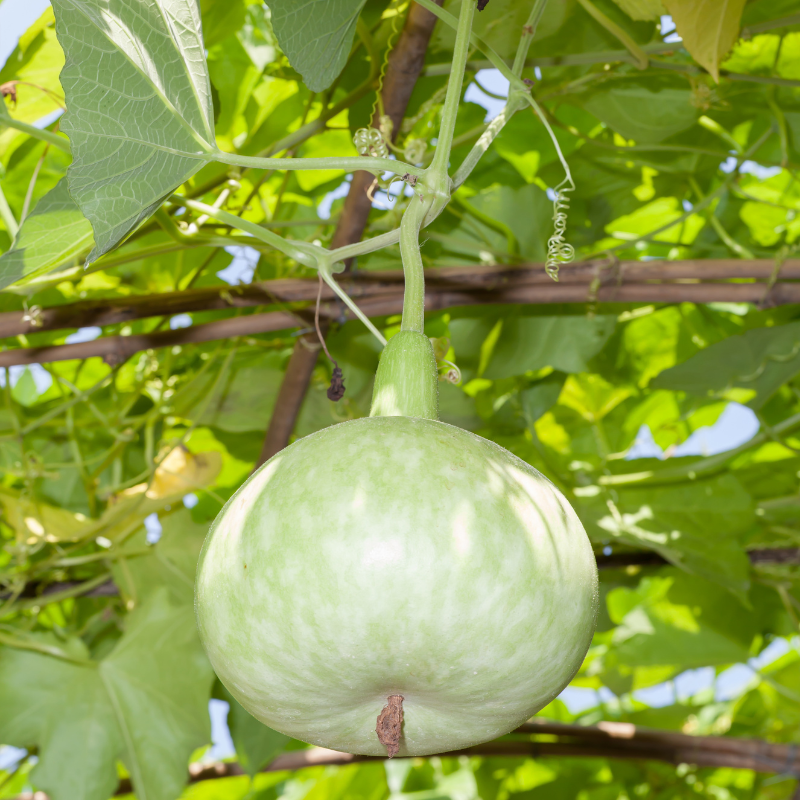 Bottle gourd round Desi seeds - 10