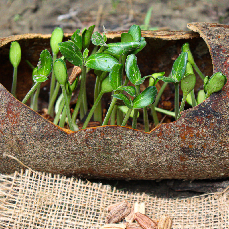 Bottle gourd round Desi seeds - 10