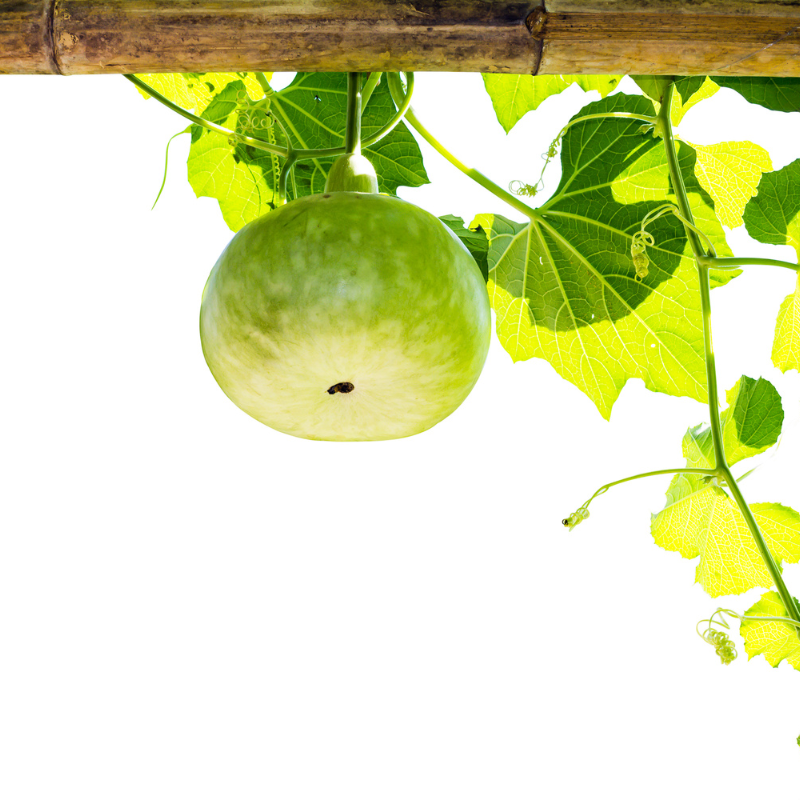 Bottle gourd round Desi seeds - 10