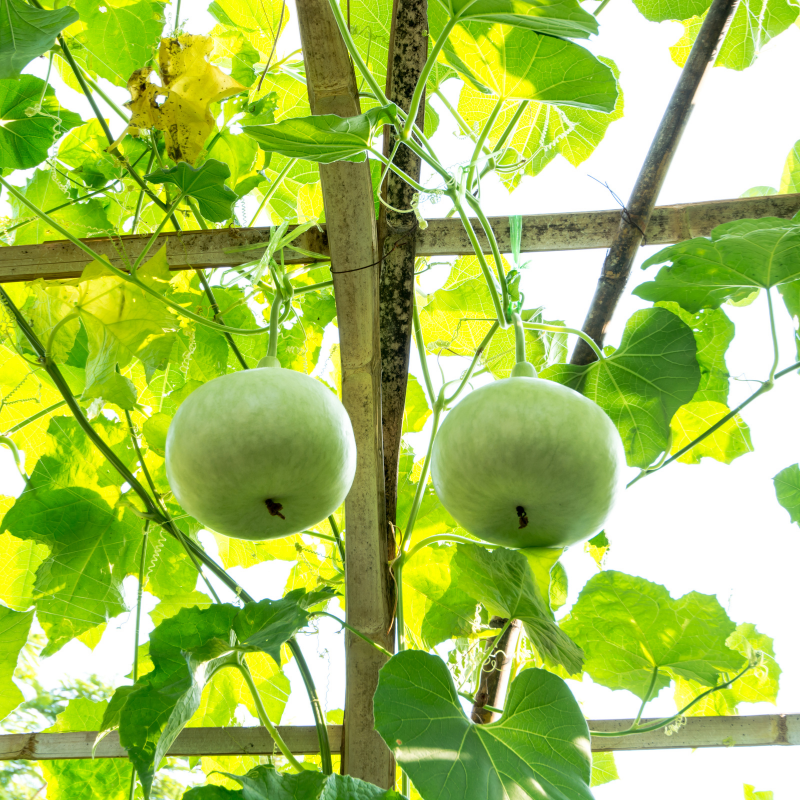 Bottle gourd round Desi seeds - 10