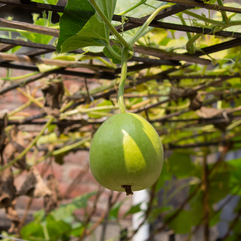 Bottle gourd round Desi seeds - 10