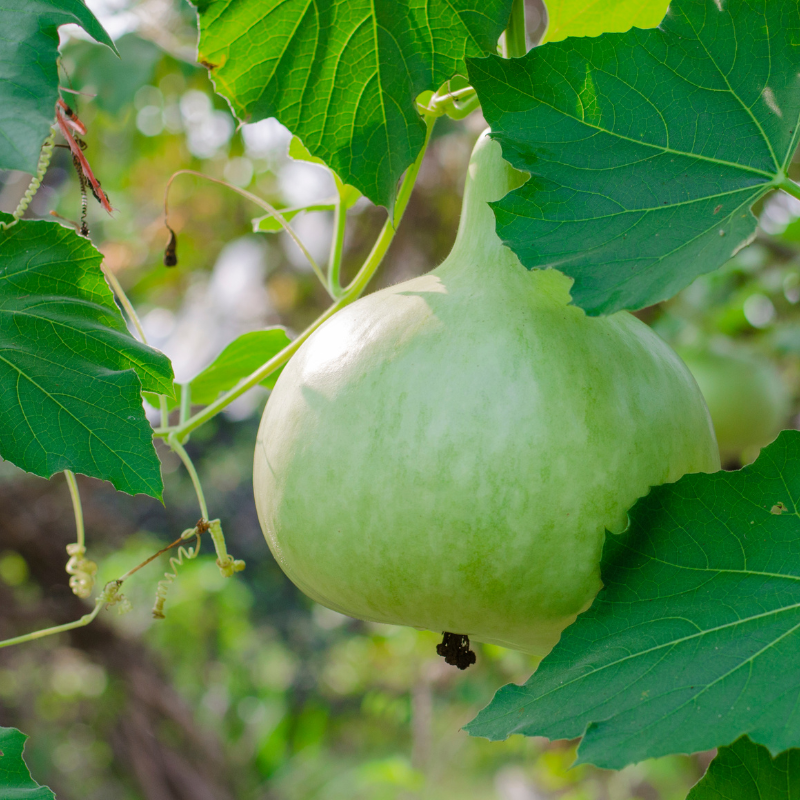 Bottle gourd round Desi seeds - 10