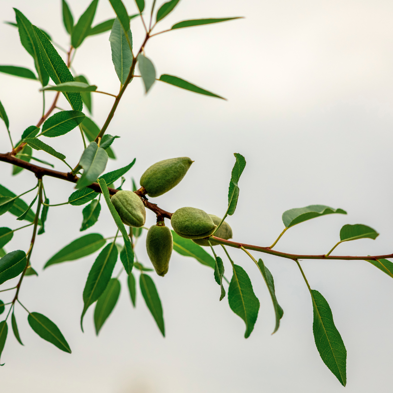 North Himalayan Almond (Badam) seeds - 5