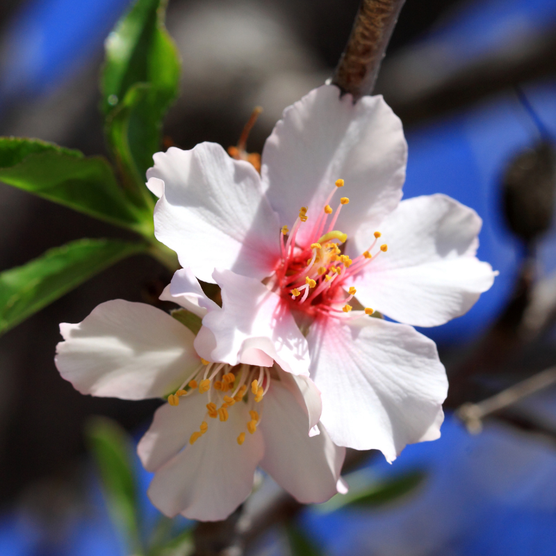 North Himalayan Almond (Badam) seeds - 5