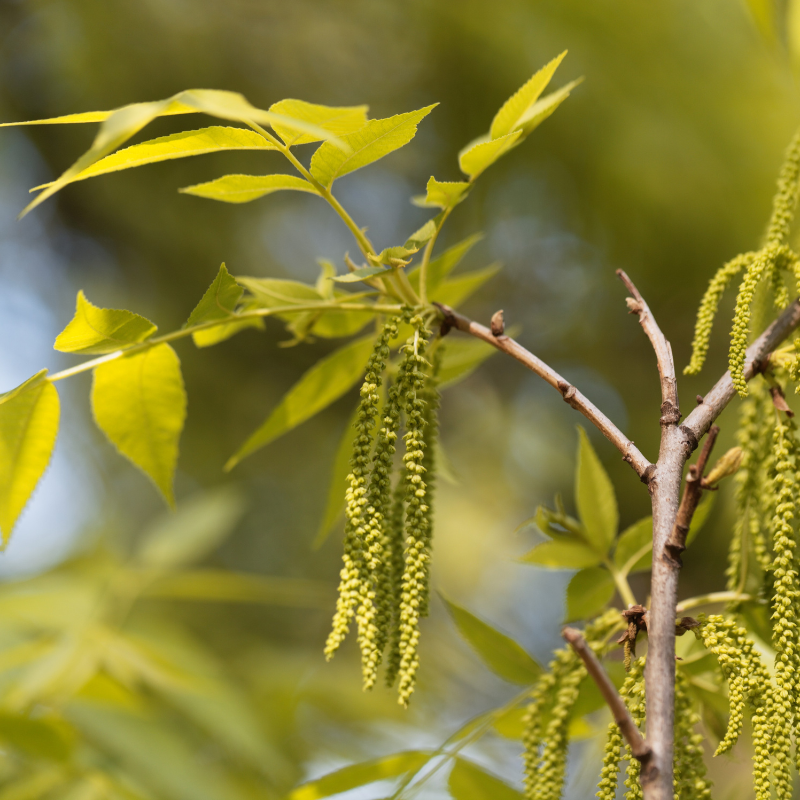 Pecan, Carya illinoinensis, Hickory Nut, Sweet Pecan - 3